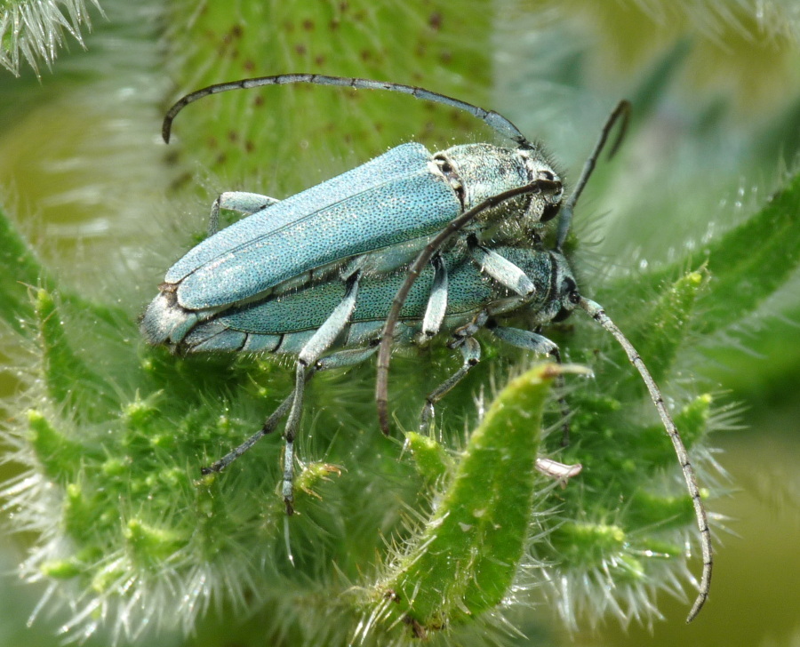 Da determinare: Opsilia coerulescens